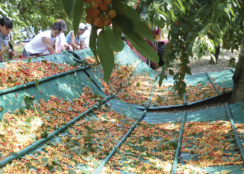 Aptunion sort du rouge et valorise la cerise