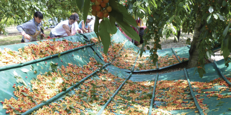 Aptunion sort du rouge et valorise la cerise