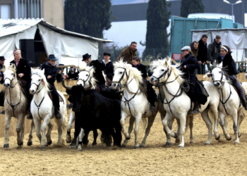 Cheval Passion :  Elégance, force et beauté