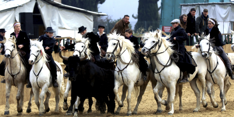 Cheval Passion :  Elégance, force et beauté