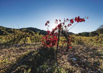 Le Lirac a le vent en poupe
