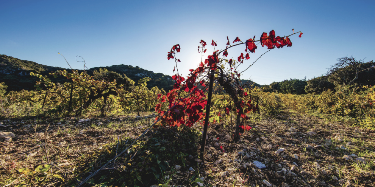 Le Lirac a le vent en poupe