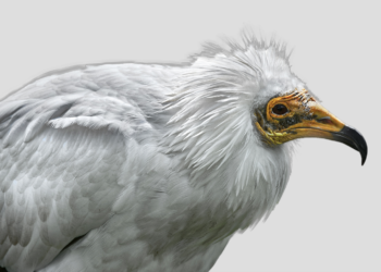 Les parcs régionaux au chevet du Vautour percnoptère