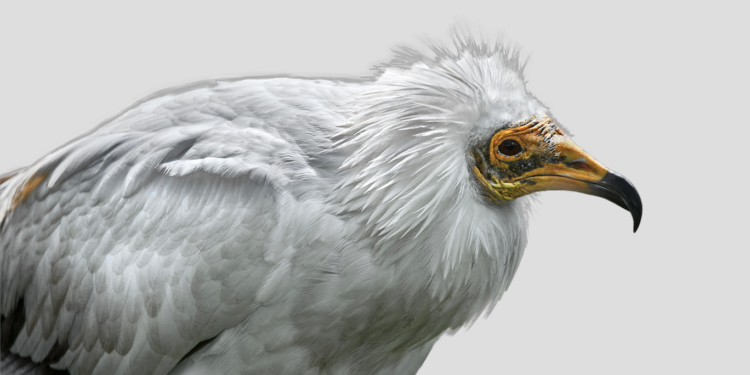 Les parcs régionaux au chevet du Vautour percnoptère