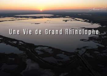 Documentaire : une vie de chauve-souris en accès libre