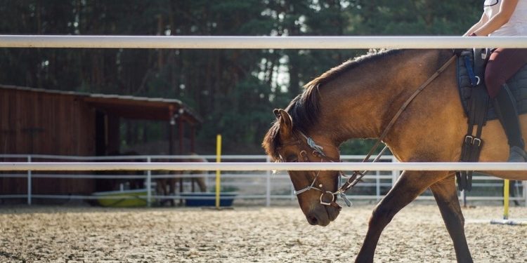 Covid-19 : l’Etat annonce une aide financière pour les centres équestres