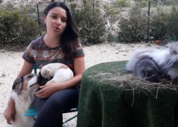 Une cagnotte solidaire pour soutenir Horizon Médiation Animale