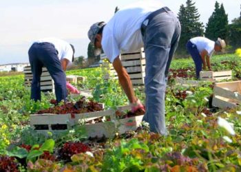 Covid-19 et emploi agricole : une cellule d’appui pour faciliter le recrutement saisonnier