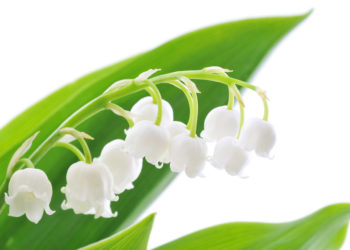 Pas de vente ambulante de muguet pour le 1er mai