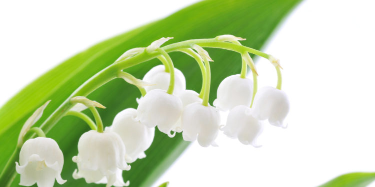 Pas de vente ambulante de muguet pour le 1er mai