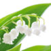 Pas de vente ambulante de muguet pour le 1er mai