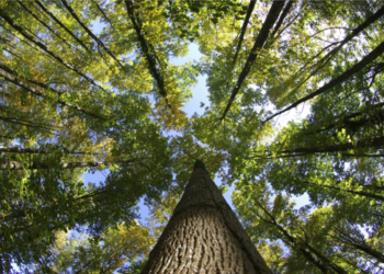 La forêt contre le Covid-19