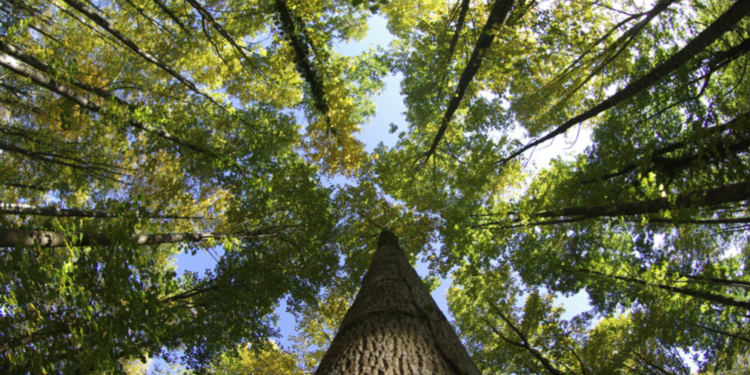 La forêt contre le Covid-19
