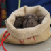 Carpentras : ouverture du marché aux truffes d’été