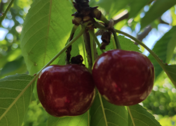 Le temps des cerises