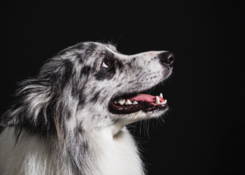 Propriétaires de chiens en Vaucluse : « attention à la maladie d’Aujeszki »