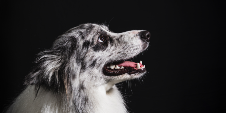 Propriétaires de chiens en Vaucluse : « attention à la maladie d’Aujeszki »