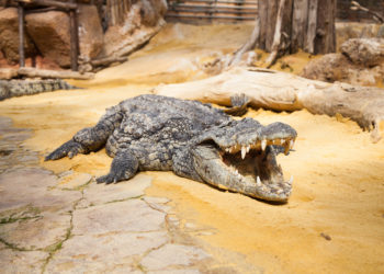 Pierrelatte : La ferme aux crocodiles rouvre ses portes jeudi 21 mai
