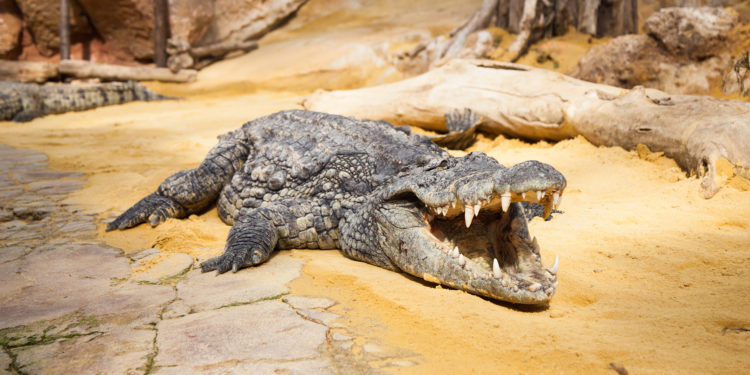 Pierrelatte : La ferme aux crocodiles rouvre ses portes jeudi 21 mai