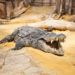 Pierrelatte : La ferme aux crocodiles rouvre ses portes jeudi 21 mai
