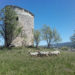Éco-pâturage pour le moulin de Salignan à Apt