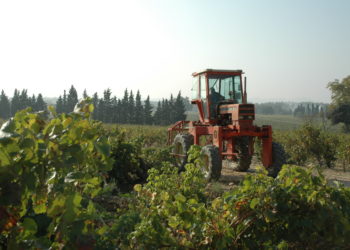 Le Gouvernement annonce une 1re aide exceptionnelle à la filière viticole