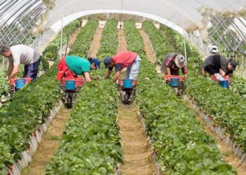 Travailleurs agricoles saisonniers : 824 personnes testées à Beaucaire et 875 dans le Vaucluse