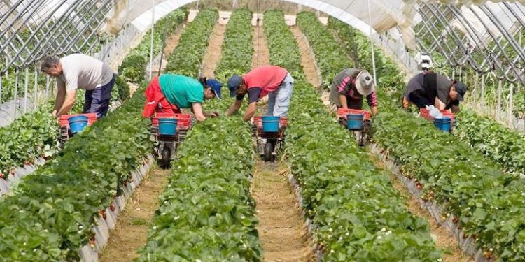 Travailleurs agricoles saisonniers : 824 personnes testées à Beaucaire et 875 dans le Vaucluse