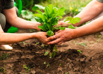 Agriculture : les chefs d’exploitation en GAEC peuvent bénéficier d’une aide individuelle