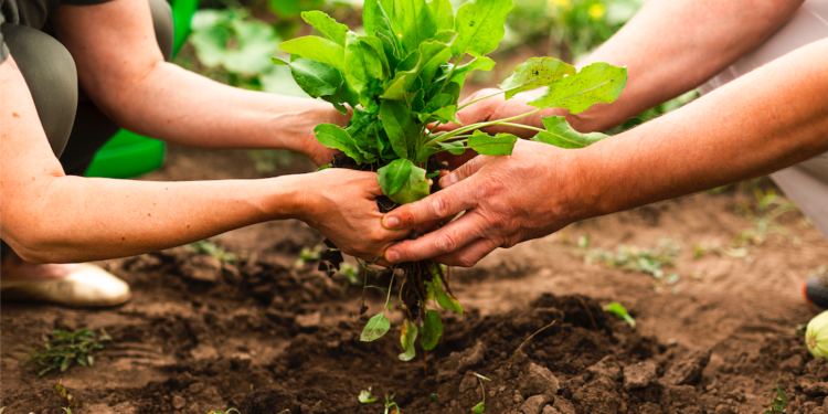 Agriculture : les chefs d’exploitation en GAEC peuvent bénéficier d’une aide individuelle