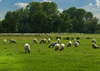 Avignon : les moutons remplacent les tondeuses