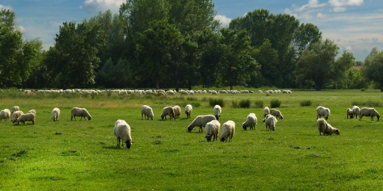 Avignon : les moutons remplacent les tondeuses