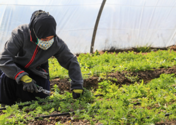 23 saisonniers agricoles détectés positifs au Covid-19 dans le Vaucluse