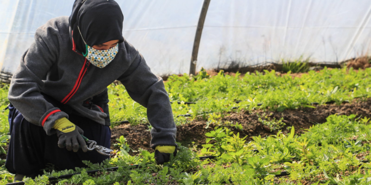 23 saisonniers agricoles détectés positifs au Covid-19 dans le Vaucluse