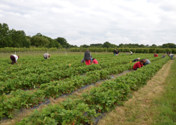 2 saisonniers agricoles supplémentaires infectés à Châteauneuf-de-Gadagne et Carpentras