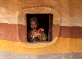 Bonnieux, Domaine de Capelongue, Edouard Loubet accueille les poules Ethiopiennes de Hans Silvester