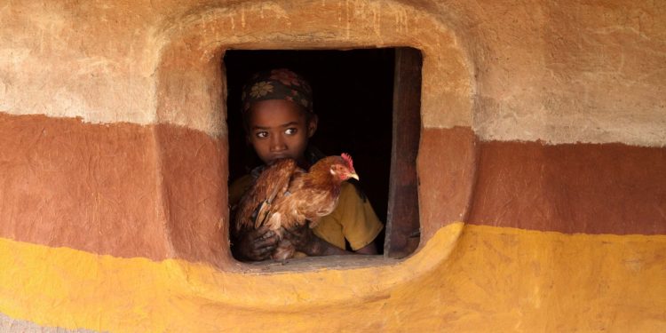 Bonnieux, Domaine de Capelongue, Edouard Loubet accueille les poules Ethiopiennes de Hans Silvester