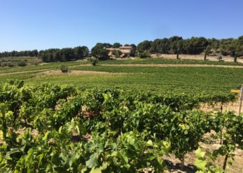 ‘Les délices des dentelles’ : un afterwork en immersion dans l’appellation Beaumes-de-Venise