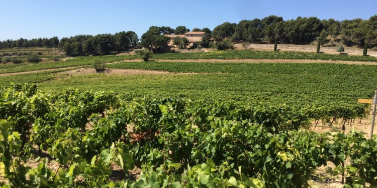 ‘Les délices des dentelles’ : un afterwork en immersion dans l’appellation Beaumes-de-Venise