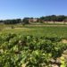 ‘Les délices des dentelles’ : un afterwork en immersion dans l’appellation Beaumes-de-Venise