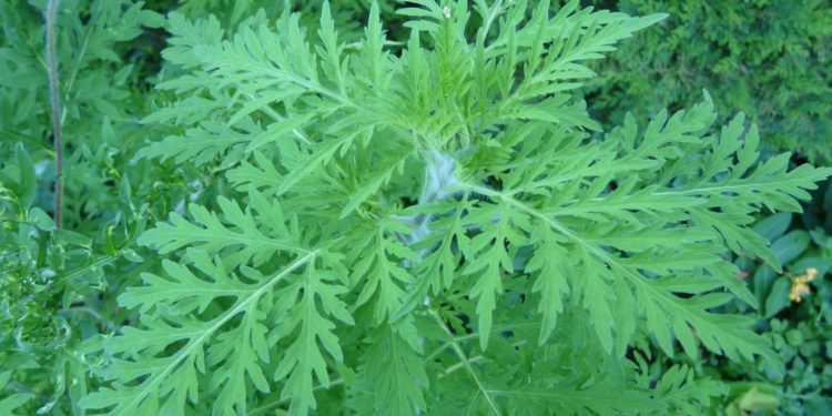 Saint-Saturnin-lès-Avignon : lutte contre l’ambroisie