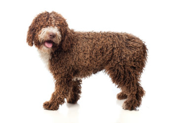 La région Paca : la plus chère pour le gardiennage d’animaux