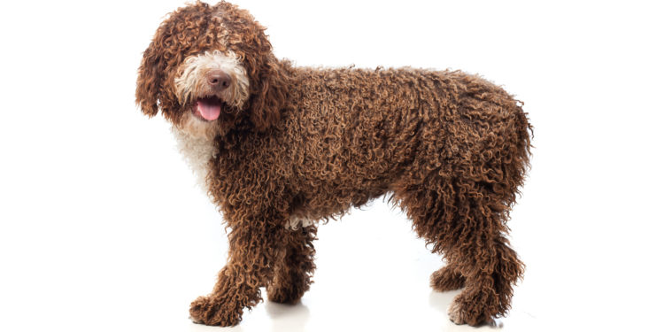 La région Paca : la plus chère pour le gardiennage d’animaux