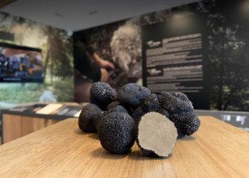 Puyméras : l’institut de la truffe Plantin vous ouvre ses portes