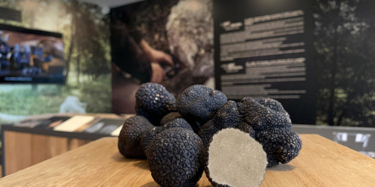 Puyméras : l’institut de la truffe Plantin vous ouvre ses portes