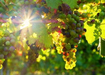 ‘Sunset vignerons’ en Luberon, 2e édition