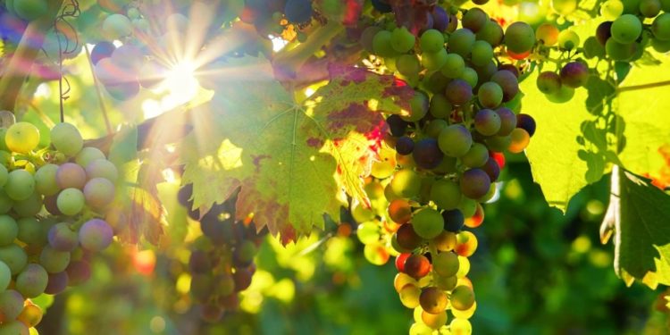 ‘Sunset vignerons’ en Luberon, 2e édition