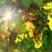 ‘Sunset vignerons’ en Luberon, 2e édition