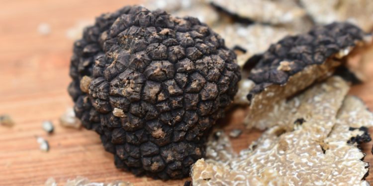 Assiettes truffées et verres de vin du vigneron à Carpentras