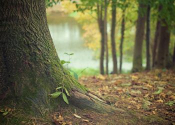 Office national des forêts : envoyez votre plus belle photo forestière